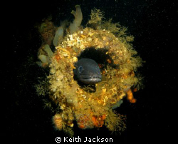 Conger eel in the gun barrel of the Mark Graf, Scapa Flow by Keith Jackson 